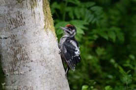 Större hackspett-7621