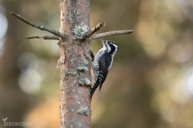 Tretåig hackspett-4835
