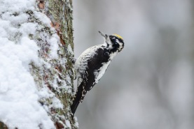 Tretåig hackspett-5913