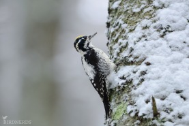 Tretåig hackspett-5952