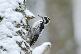 Tretåig hackspett-5965