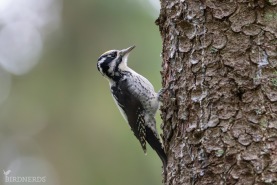 Tretåig hackspett-7378