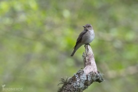 Grå flugsnappare-0242