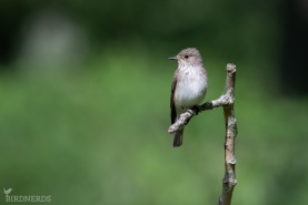 Grå flugsnappare-3137