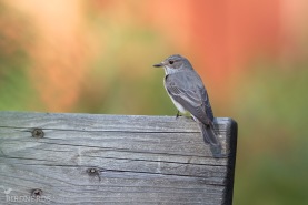 Grå flugsnappare-3901