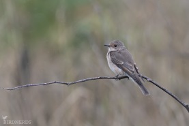 Grå flugsnappare-5088