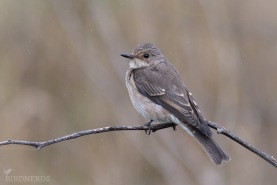 Grå flugsnappare-5101