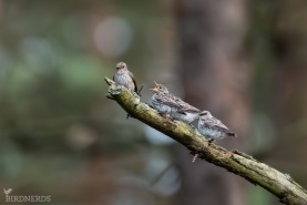 Grå flugsnappare-5240
