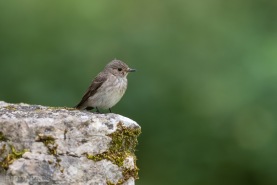 Grå flugsnappare-7857