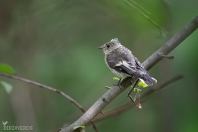 Halsbandsflugsnappare-1858