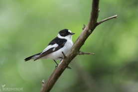 Halsbandsflugsnappare-4720