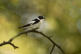 Halsbandsflugsnappare-5348