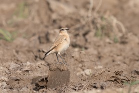 Isabellastenskvätta-4208