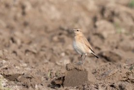 Isabellastenskvätta-4212