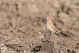 Isabellastenskvätta-4213