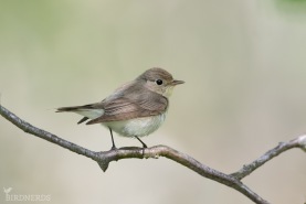 Mindre flugsnappare-1810