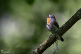 Mindre flugsnappare-5239