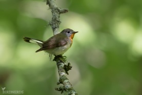 Mindre flugsnappare-5287