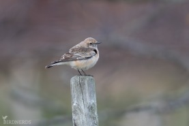 Nunnestenskvätta-1249