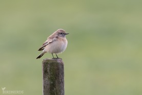 Nunnestenskvätta-1340