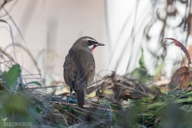 Rubinnäktergal-5783