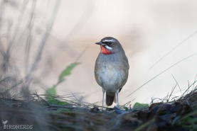 Rubinnäktergal-5842