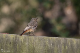 Svart rödstjärt-1121