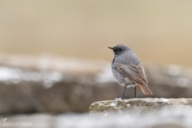 Svart rödstjärt-1797