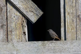 Svart rödstjärt-6248