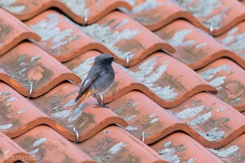 Svart rödstjärt-8155