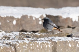 Svart rödstjärt-8165