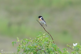 Svarthakad buskskvätta-4308