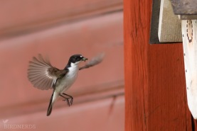 Svartvit flugsnappare-1345