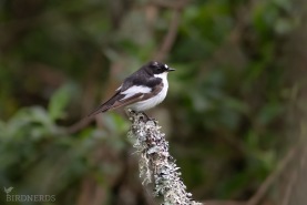 Svartvit flugsnappare-1416