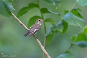 Svartvit flugsnappare-1729