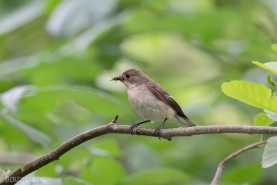 Svartvit flugsnappare-3946