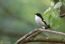 Svartvit flugsnappare-4493