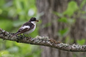 Svartvit flugsnappare-9400