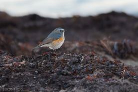 Tajgablåstjärt-6088