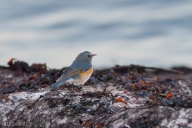 Tajgablåstjärt-6094