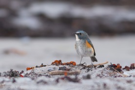 Tajgablåstjärt-6127