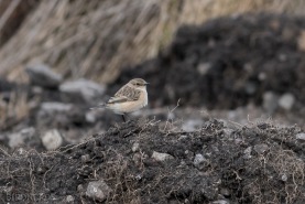 Vitgumpad buskskvätta-2540