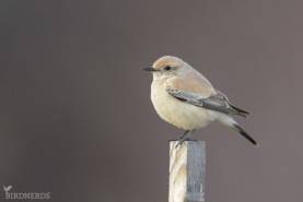 Ökenstenskvätta-1796