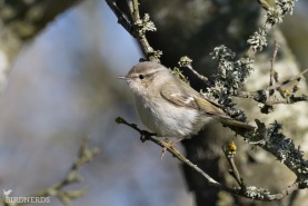 Bergtajgasångare-7146