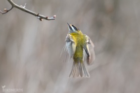 Brandkronad kungsfågel-2594 