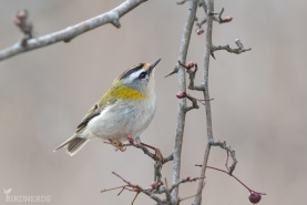 Brandkronad kungsfågel-2623