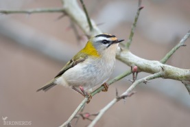 Brandkronad kungsfågel-2641