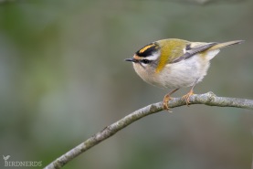 Brandkronad kungsfågel-3807