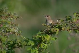 Gräshoppsångare-5940