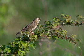 Gräshoppsångare-6004